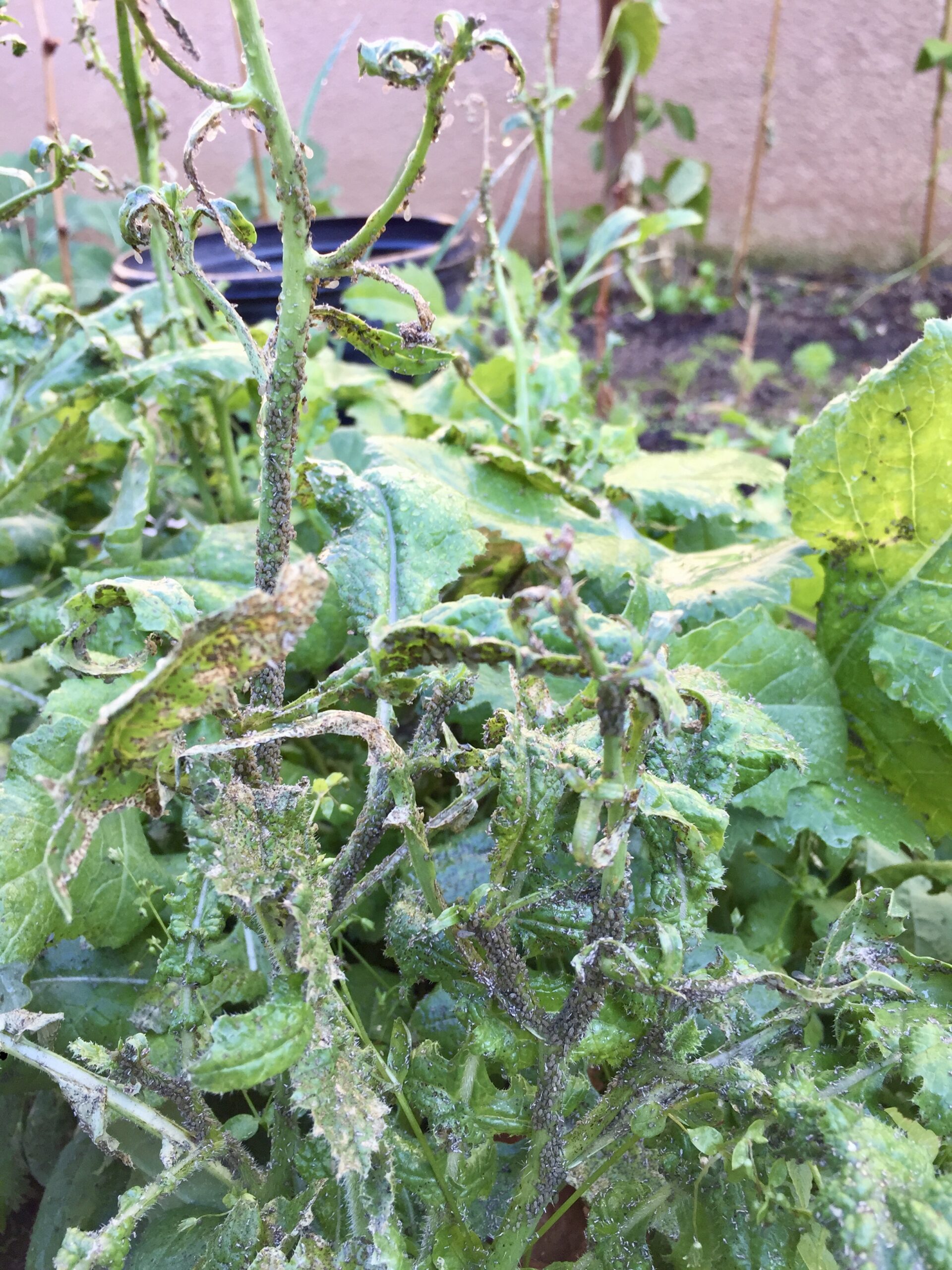 Late stage as aphids start serious damage