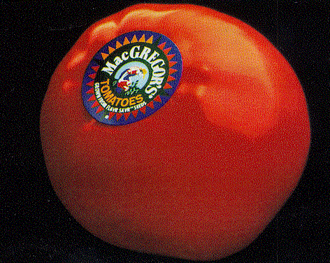 CalGene Tomato