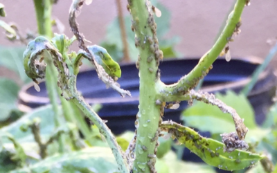 Aphids Attack!