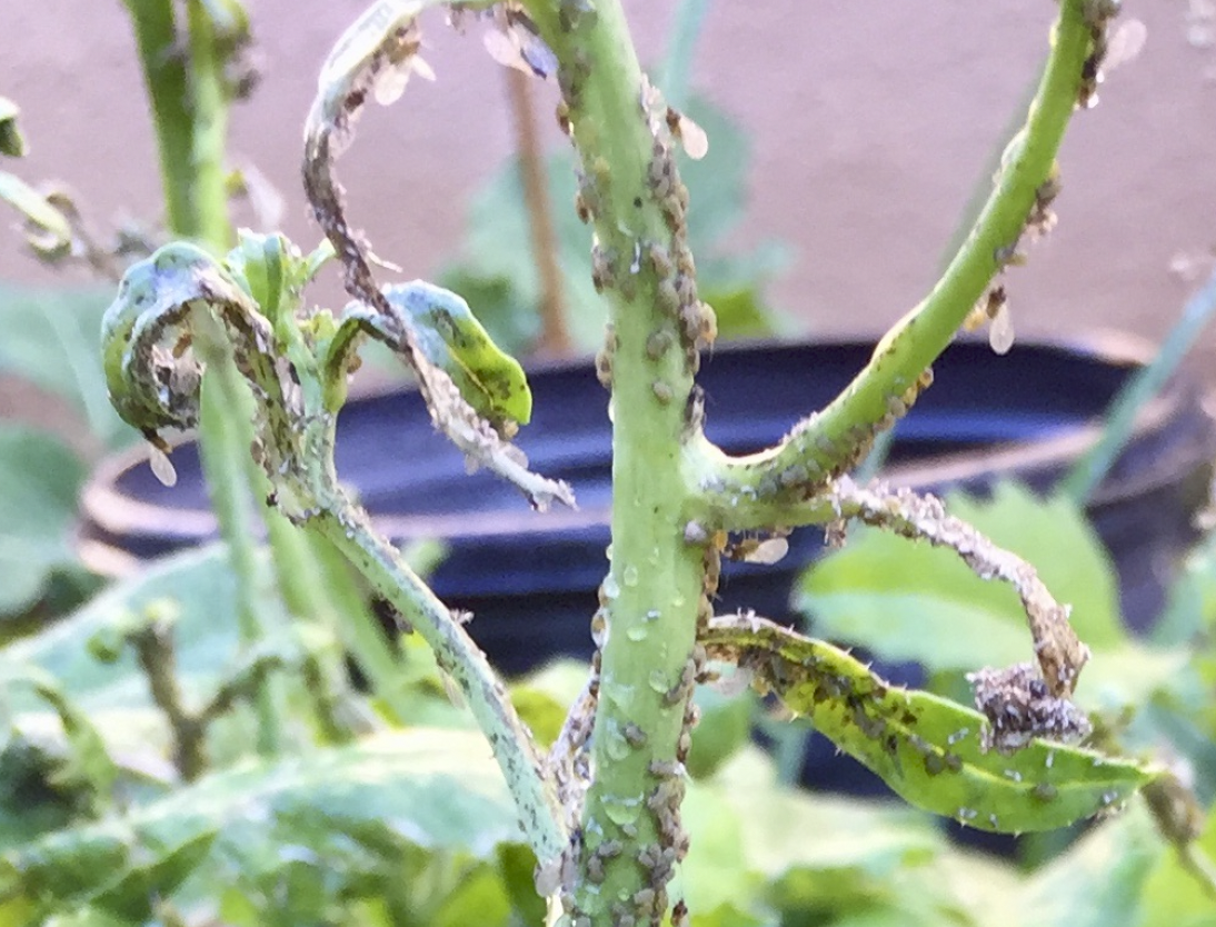 Brassica tournefortii with attacked by aphids