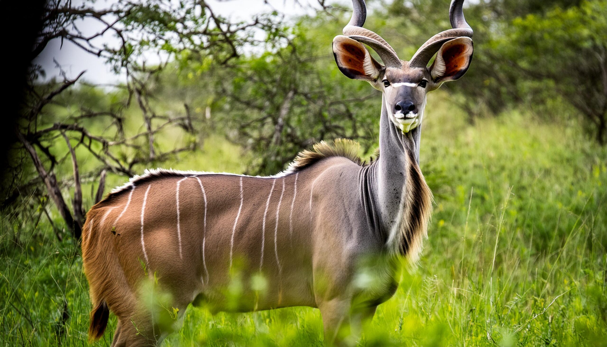 Kudu antelope with Savannah background in spring